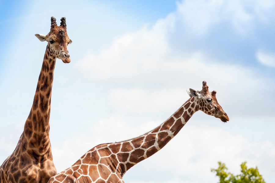 C'est quoi le plus grand zoo d'Europe ?