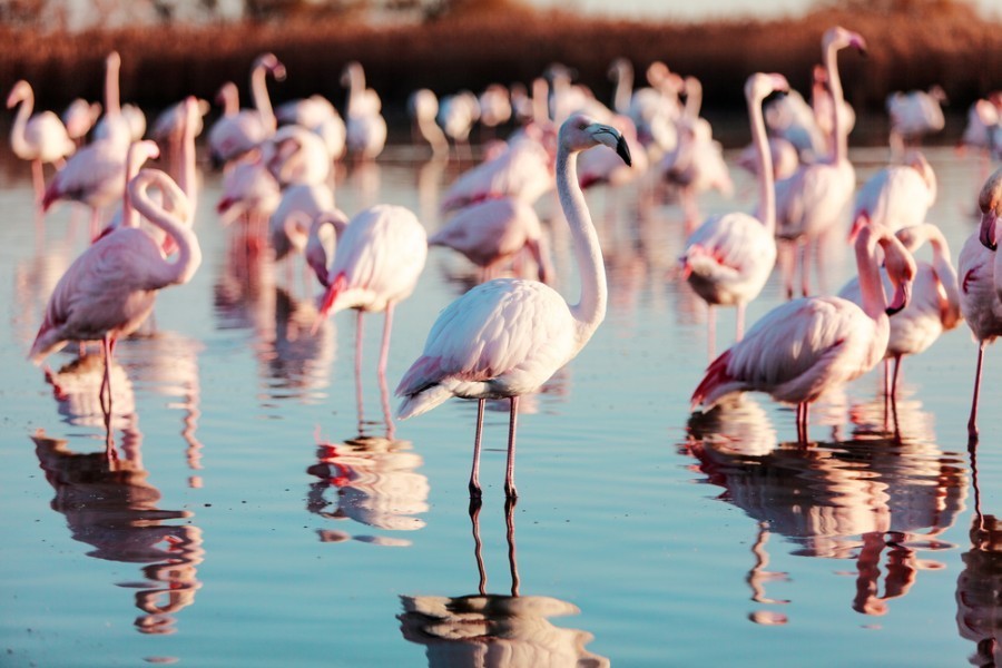 Quel est le plus bel endroit de la Camargue ?