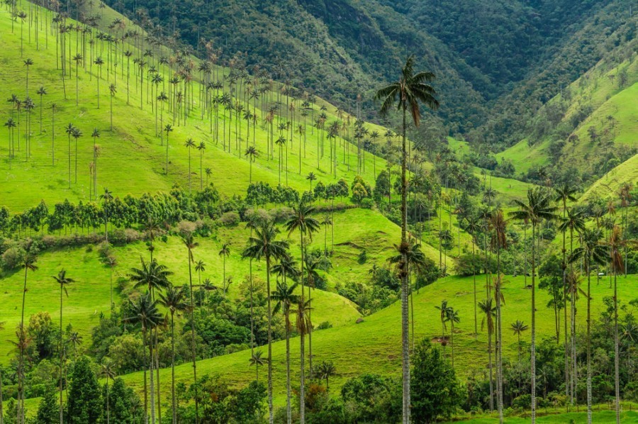 Quelle est la meilleure période pour visiter la vallée de Cocora en Colombie ?
