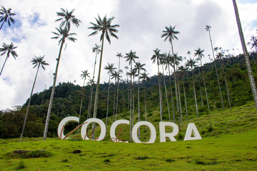 La vallée de cocora : un joyau naturel de la Colombie