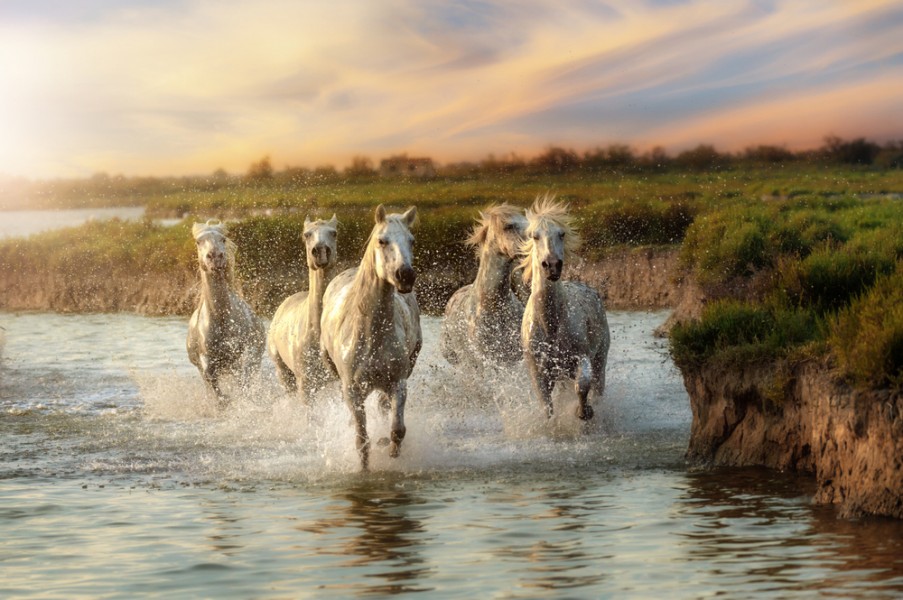 Passer un week-end en Camargue : une expérience inoubliable